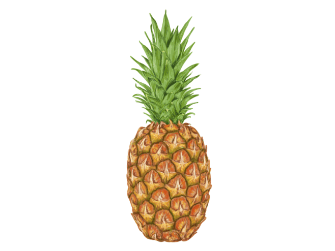 创建一个现实菠萝的矢量绘画_设计教程_p...