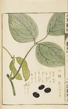 《本草图谱》由日本本草学家岩崎常正（字灌园）编著。全书共存九十二卷，收录植物近一千九百种，分类包括：山草、水草、毒草、蔓草、菽豆、蓏菜、水菜、芝栭、夷果、山果、香木、乔木、灌木、苞木等。本书出版于江户晚期，被认为是日本首部全面介绍药用植物的图集。