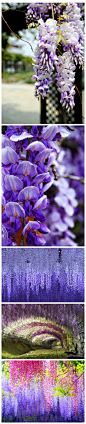 紫藤是一种落叶攀援缠绕性大藤本植物，盛开在五月。紫藤花语： 醉人的恋情，依依的思念。