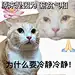 小猫说汪汪