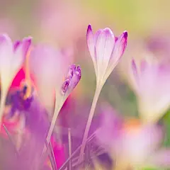 好看的粉红色鲜花唯美壁纸
