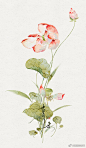 凑十了！水彩小花系列#水彩花卉# #水彩植物# #每日一画# ​​​​