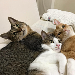 十二的猪采集到动物