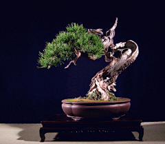 眼角間、劃諾丶沒落采集到微景 Micro scene