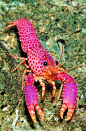 violet colored reef lobster