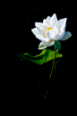 Photograph Nelumbo nucifera by taya liu on 500px
