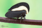 Treehopper from Colombia by ColinHuttonPhoto on deviantART
