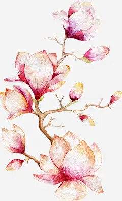 水彩--玉兰花 - 高清图片，堆糖，美图壁纸兴趣社区