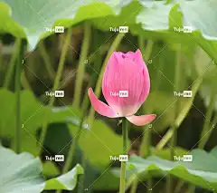 莲花 花 花壁纸 粉红色的花 花瓣 花卉背景 美丽的花朵