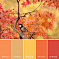 haconiwa Autumn Color 08