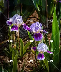 虹膜 白色紫色 美丽的花朵 花壁纸 自然 花卉背景 花 春天