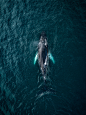 Whales from above, 2017 on Behance