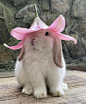 可爱 兔子