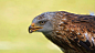 Black kite