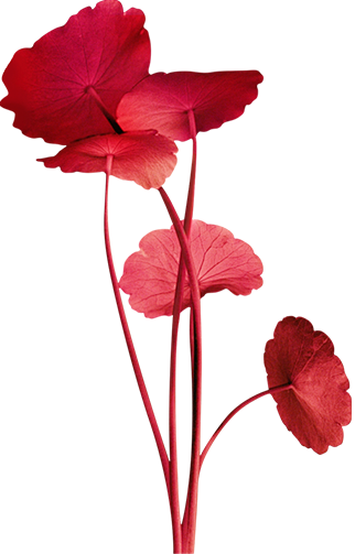 flower2.png (322×503...