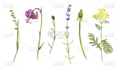 野生植物和花卉,用彩色铅笔画图