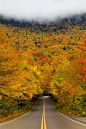 Autumn tree tunnel, Smuggler's Notch State Park, Vermont 