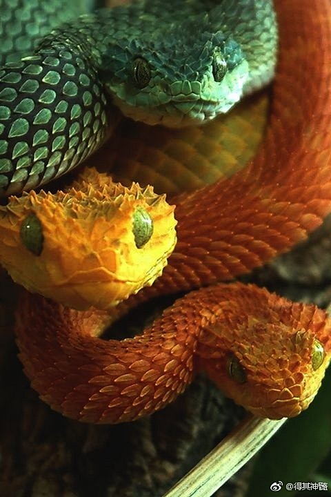 树蝰属(学名:atheris)是蛇亚目蝰.