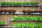 Love the old pipe recycling as garden. Might try this at home! Vertical garden, urban gardening, vertical gardening, gutter plants, lettuce, edible climbers: 