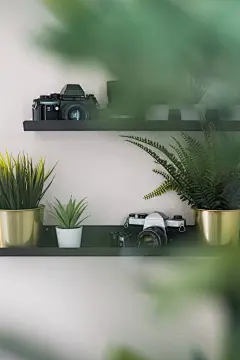 多肉植物高清摄影素材