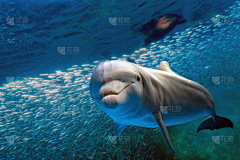 ENX3kr3v采集到海洋生态保护