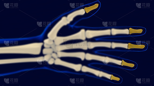 手部远端指骨解剖医学概念3D