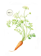 胡萝卜 蔬菜 花卉 插画 手绘 彩铅画 色铅笔  本草绘 植物