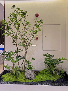 3219632229采集到绿植造景