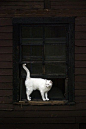 Cat: 