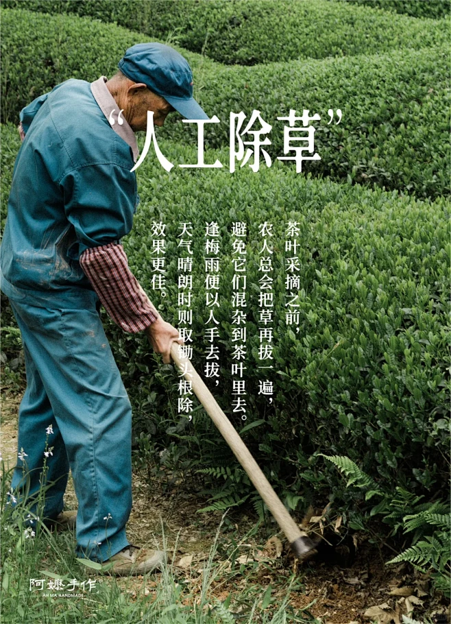 茶人词典 | 春山深处，只为茶忙 - 小...