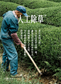 茶人词典 | 春山深处，只为茶忙 - 小红书
