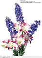 花语系类-紫色花和百合花