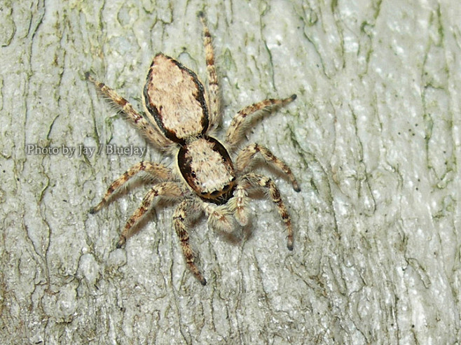 白须扁蝇虎menemerusfulvus雌