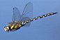 锐角转弯？自然界中王者飞行员，人类至今模仿不来_蜻蜓_翅膀_昆虫 : 与大多数昆虫不同，蜻蜓的翅膀是直接驱动的，飞行肌肉附着在翅膀基部。 原来蜻蜓的每片翅膀前缘的上方,都有一块漂亮的角质加厚部分,生物学上叫翅痣或翼眼,这就是蜻蜓用来克服飞行时产生"颤振"的装置，它起着飞行平…