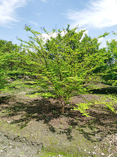 mumu5566采集到F-植物品种选型