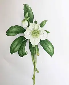 水彩--银莲花 - 高清图片，堆糖，美图壁纸兴趣社区