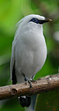 Critically Endangered. Bali Mynah, one of the rarest birds on earth