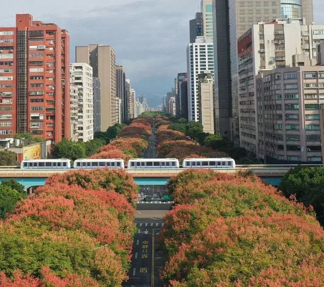 台湾栾--结果期
