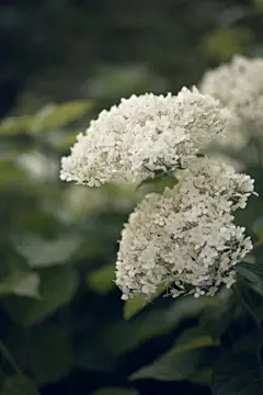美丽的白色绣球花在一个绿色模糊的背景花园里。春夏立式壁纸。景观装饰。特写,有选择性的重点图片下载