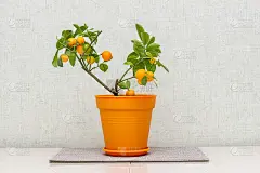 柑橘类植物Calamondin, Citrofortunella microcarpa, madur