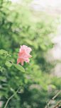 小清新唯美夏日风光图片手机壁纸