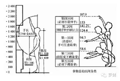 lynn大栗子采集到人机工程