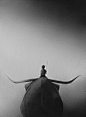 Horns