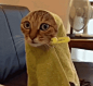 cat-gif-towel-3386385_sm