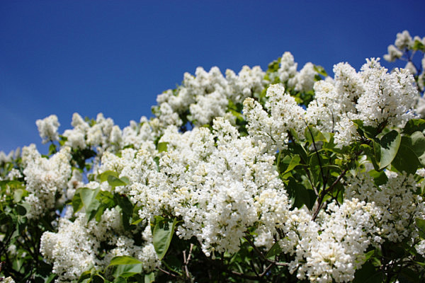 5月12日诞生花 紫丁香花语 回忆 友情
