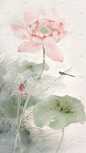 夏日中国风-荷花荷叶水墨晕染无描线工笔画图片背景