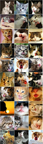 各种猫咪吐舌头，好萌~(●'◡'●)