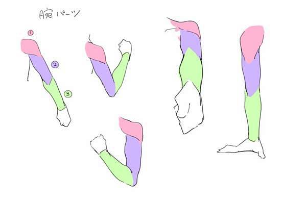 【GAD翻译馆】手臂的比例与画法