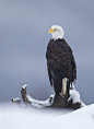 Bald Eagle in the Chilkat Valley