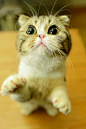 #猫咪#
